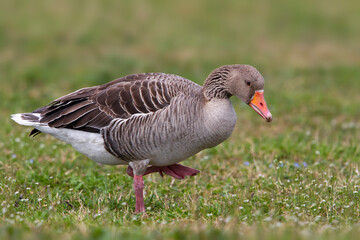 Grauwe Gans; Greylag Goose; Anser anser