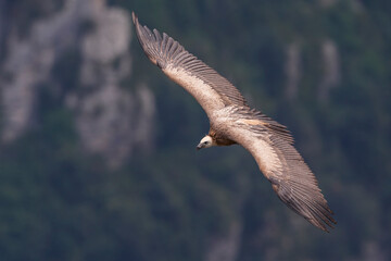 Vale Gier, Griffon Vulture, Gyps fulvus