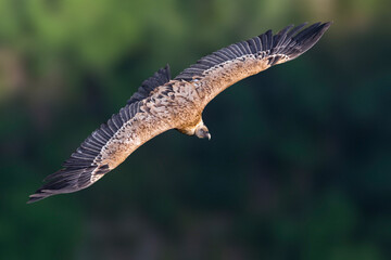 Vale Gier, Griffon Vulture, Gyps fulvus