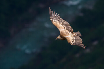 Vale Gier, Griffon Vulture, Gyps fulvus