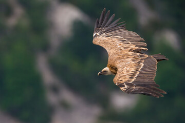 Vale Gier, Griffon Vulture, Gyps fulvus