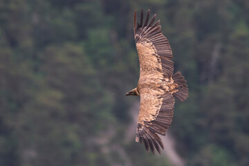 Vale Gier, Griffon Vulture, Gyps fulvus