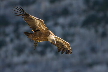Vale Gier, Griffon Vulture, Gyps fulvus