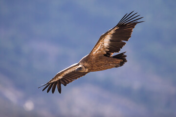 Vale Gier, Griffon Vulture, Gyps fulvus