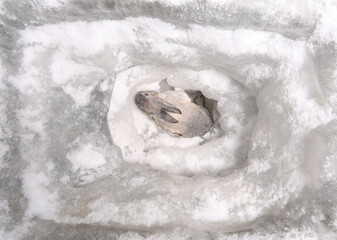 rabbit in an ice cave in winter