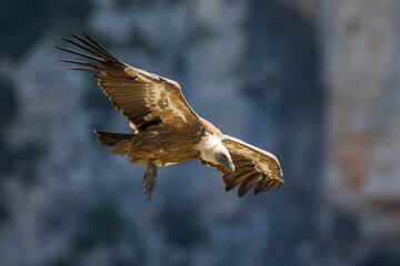 Vale Gier, Griffon Vulture, Gyps fulvus