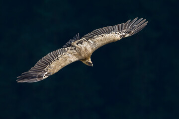 Vale Gier, Griffon Vulture, Gyps fulvus