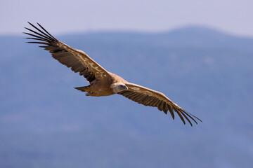 Vale Gier, Griffon Vulture, Gyps fulvus