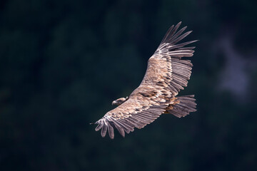 Vale Gier, Griffon Vulture, Gyps fulvus
