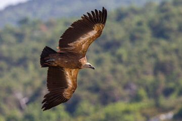 Vale Gier, Griffon Vulture, Gyps fulvus