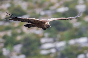 Vale Gier, Griffon Vulture, Gyps fulvus
