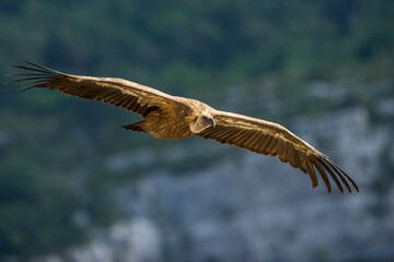 Vale Gier, Griffon Vulture, Gyps fulvus