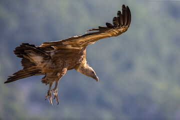 Vale Gier, Griffon Vulture, Gyps fulvus