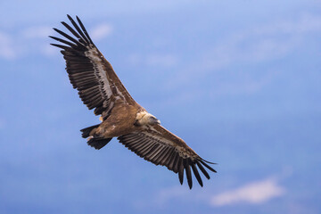 Vale Gier, Griffon Vulture, Gyps fulvus