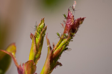 pucerons sur une branche
