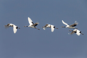 Chinese Kraanvogel; Red-crowned Crane; Grus japonensis