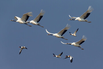 Chinese Kraanvogel; Red-crowned Crane; Grus japonensis