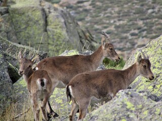 brown mountain goat living free