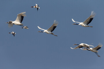 Chinese Kraanvogel; Red-crowned Crane; Grus japonensis