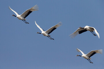 Chinese Kraanvogel; Red-crowned Crane; Grus japonensis
