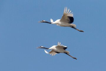 Chinese Kraanvogel; Red-crowned Crane; Grus japonensis