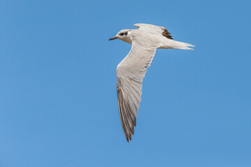 Lachstern; Gull-billed Tern; Gelochelidon nilotica