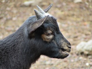Fototapeta premium brown mountain goat living free