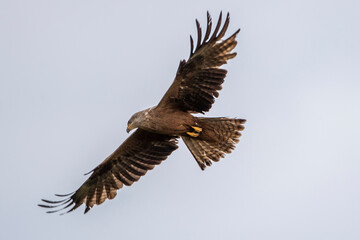 Schwarzmilan (Milvus migrans)