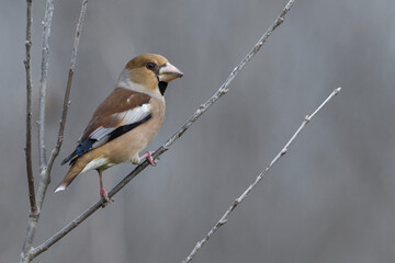 Appelvink; Hawfinch; Coccothraustes coccothraustes