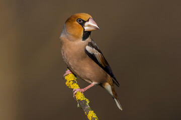 Appelvink; Hawfinch; Coccothraustes coccothraustes