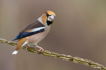 Appelvink; Hawfinch; Coccothraustes coccothraustes