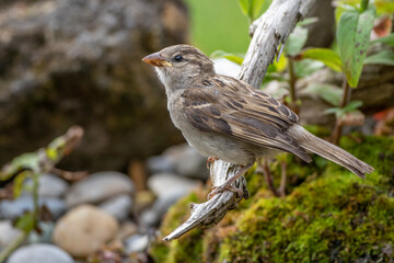Haussperling (Passer domesticus) Jungvogel