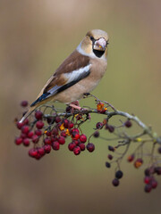 Appelvink; Hawfinch; Coccothraustes coccothraustes