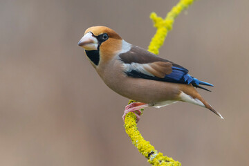 Appelvink; Hawfinch; Coccothraustes coccothraustes