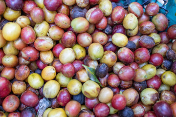 fresh picked coffee cherry