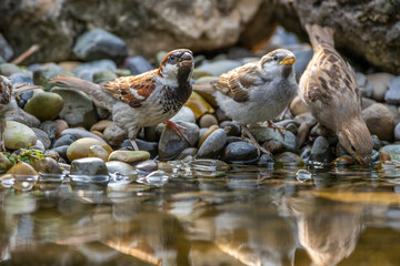 Haussperling (Passer domesticus) Männchen