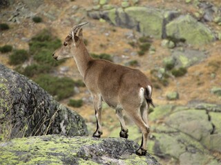 brown mountain goat living free