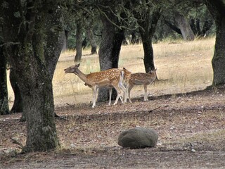 cervinds living in peace in wildlife