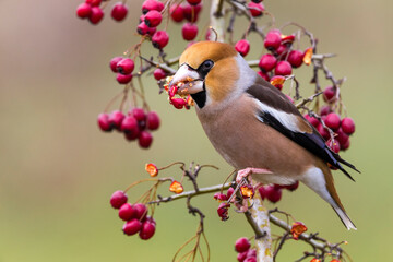 Appelvink; Hawfinch; Coccothraustes coccothraustes