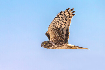 Blauwe Kiekendief; Hen Harrier; Circus cyaneus