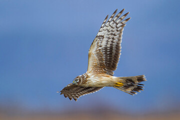 Blauwe Kiekendief; Hen Harrier; Circus cyaneus