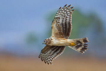 Blauwe Kiekendief; Hen Harrier; Circus cyaneus