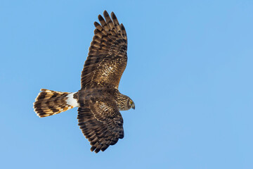 Blauwe Kiekendief; Hen Harrier; Circus cyaneus