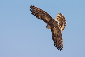 Blauwe Kiekendief; Hen Harrier; Circus cyaneus