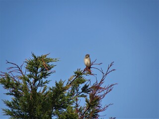 lonely bird taking a look