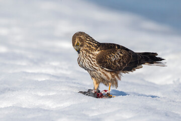 Blauwe Kiekendief; Hen Harrier; Circus cyaneus