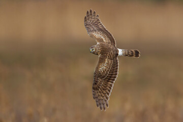 Blauwe Kiekendief; Hen Harrier; Circus cyaneus
