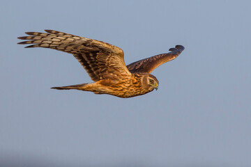 Blauwe Kiekendief; Hen Harrier; Circus cyaneus