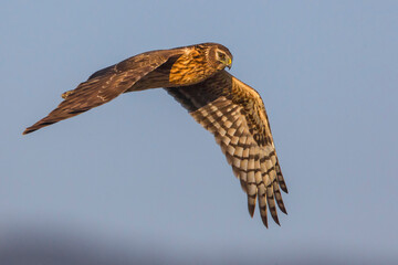 Blauwe Kiekendief; Hen Harrier; Circus cyaneus