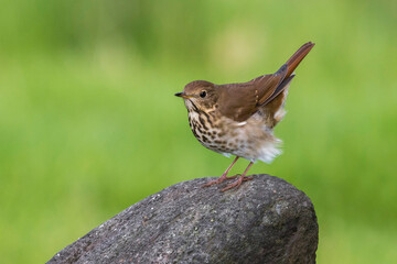 Heremietlijster, Hermit Thrush, Catharus guttatus